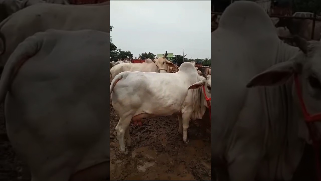 heaviest and most beautiful cow from chausa Mandi  |Kolkata cow 2024  | #shorts #viral #trending
