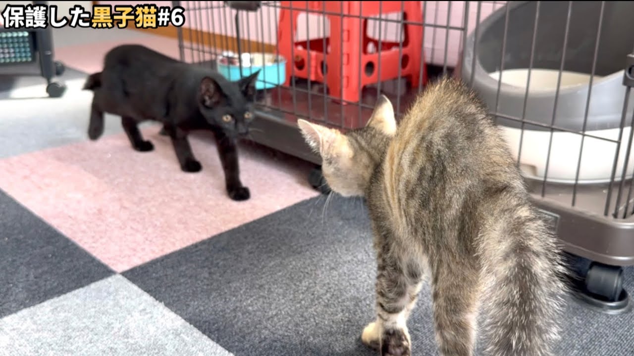 初対面！保護したふみふみ黒猫を先輩猫達に会わせたらこうなりました。