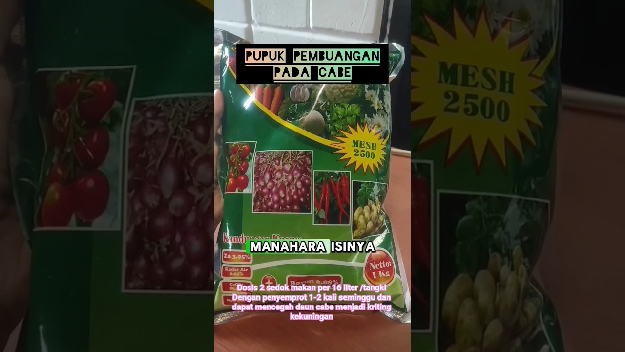 manfaat pupuk calsium MANOHARA pada cabe#petaniindonesiahebat #petanicabe