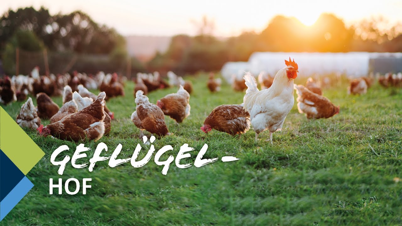 Geflügelhof Brandstätter - Regional Film