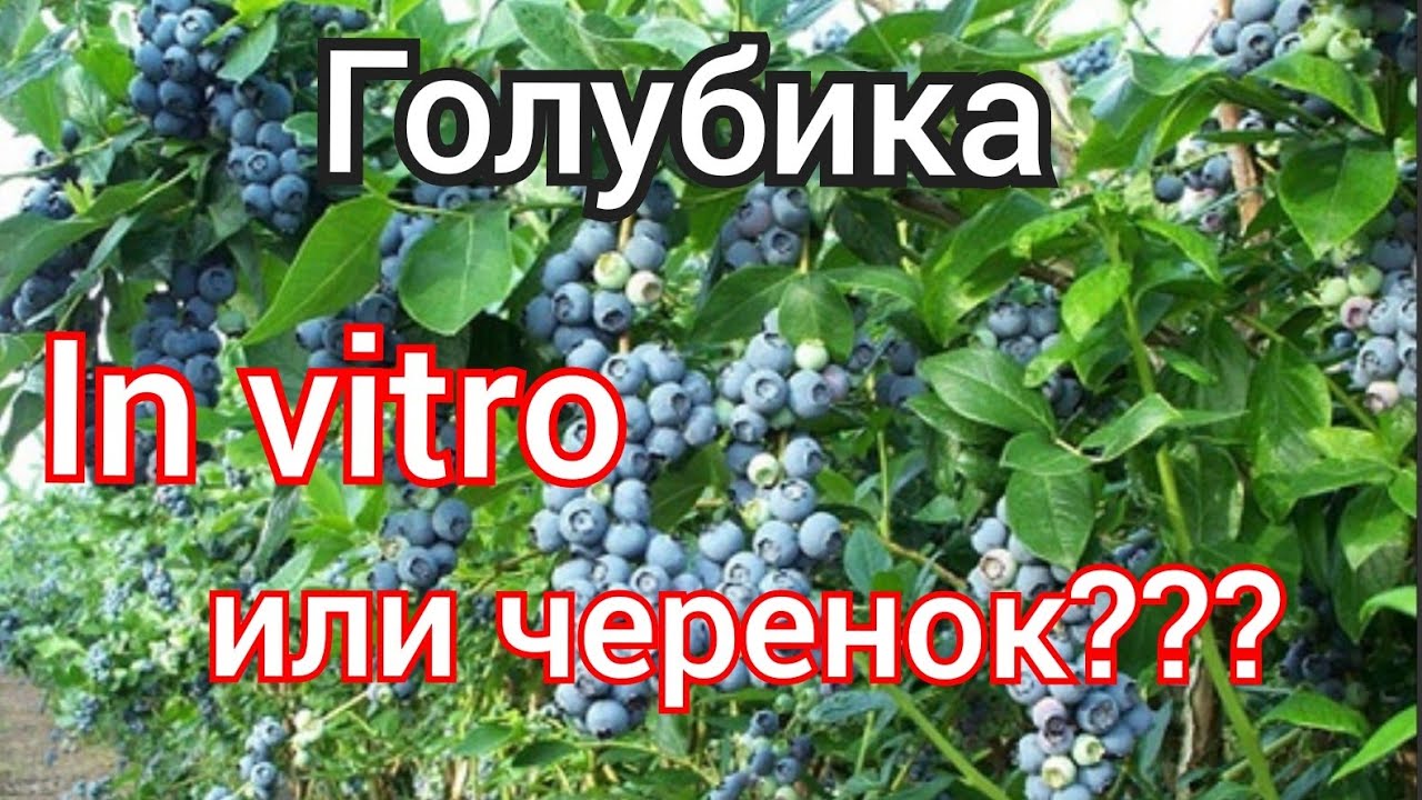 голубика in vitro или черенок
