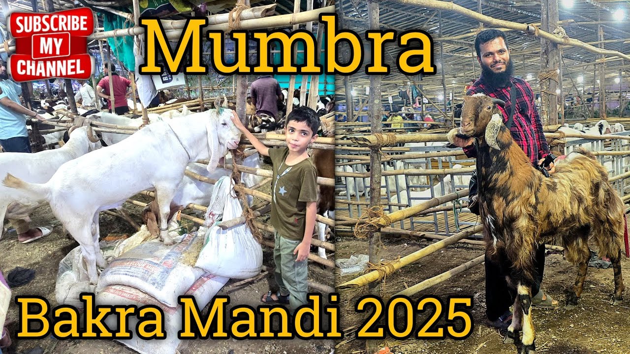 Mumbra Bakra Mandi || 2025 || Mumbra Bakra Mandi Ho Gai Sasti 15000 Se Lekar 50000 Tak