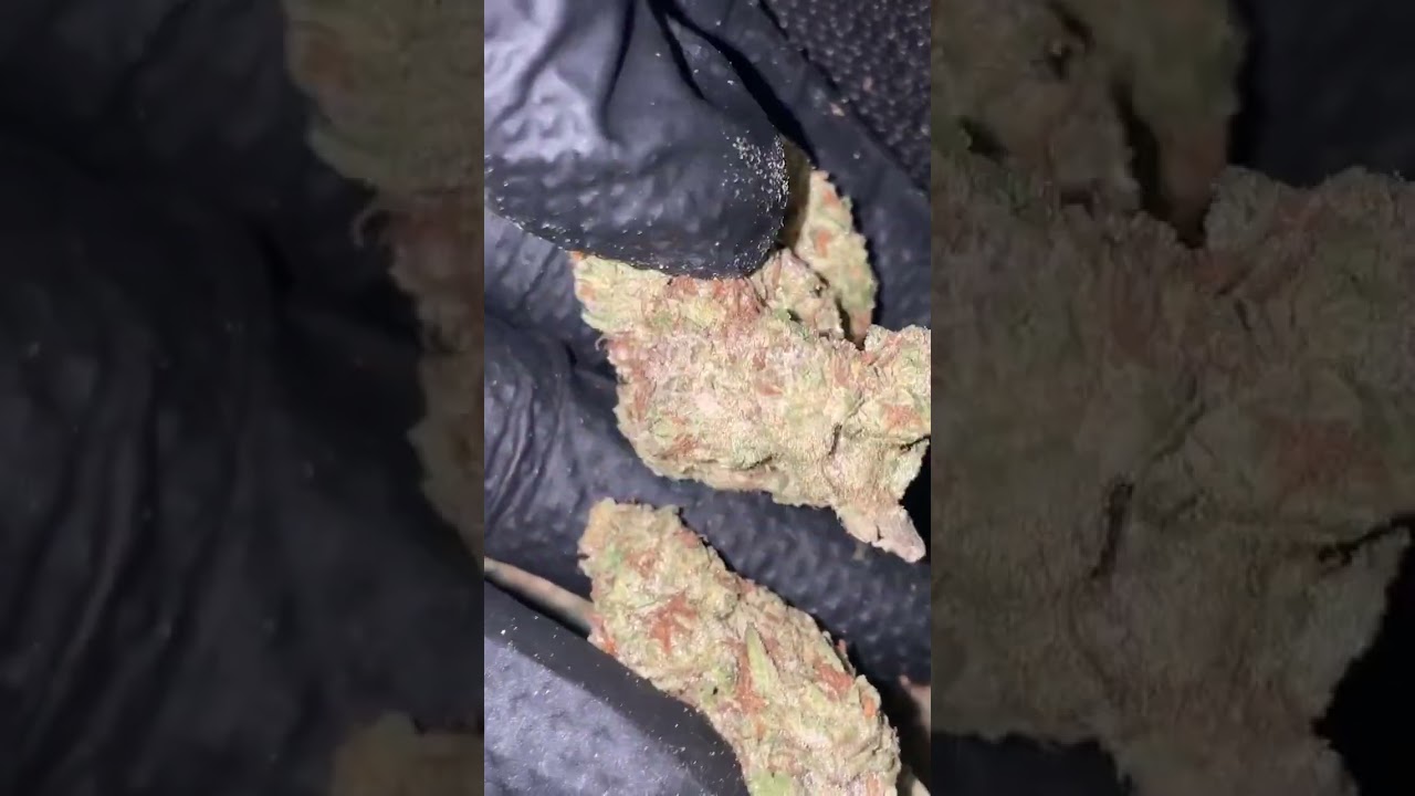 Got A New Delivery of Flower Today!  #shorts #thca #cannabisindustry