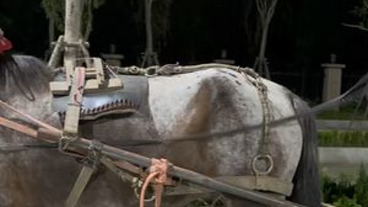 养马的刘大刚训练清马拉重车马主亲自测试很满意 #霸气坐骑 #马拉车 #刘大刚的养马日常