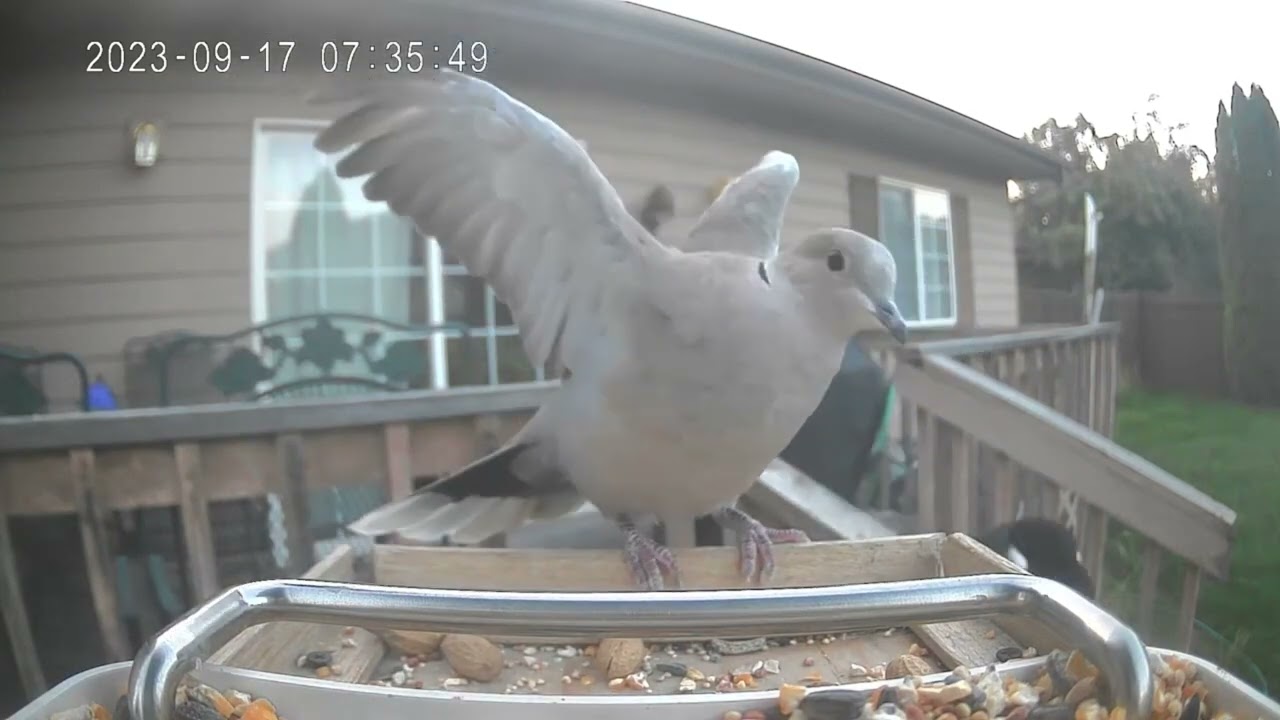 A Collared Dove Gets Driven Off The Feeder By A Magpie