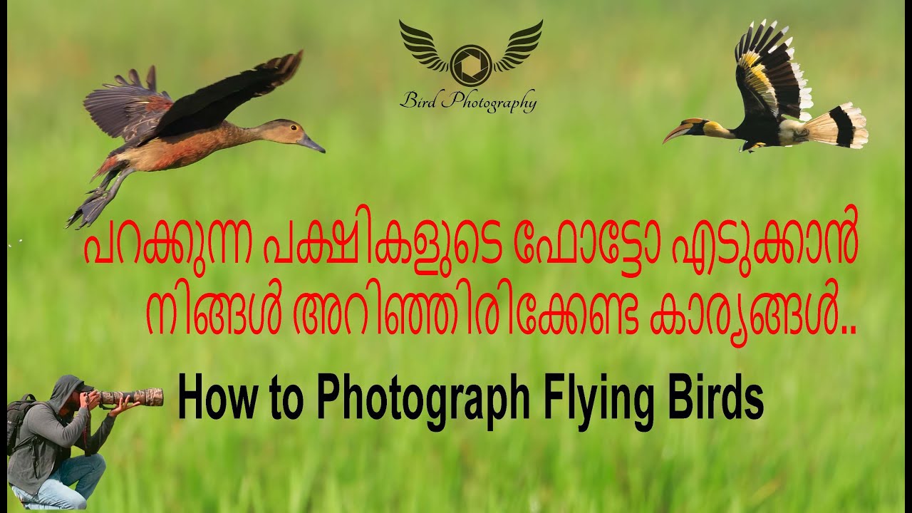 How to Photograph Birds in Flight | Wildlife Photography Tips in Malayalam | Bird Photography Tips