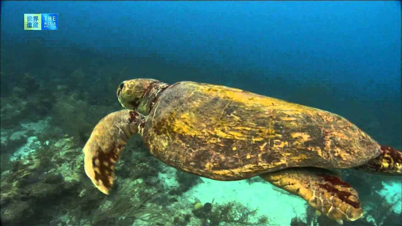 Belize Barrier Reef Reserve System (UNESCO/TBS)