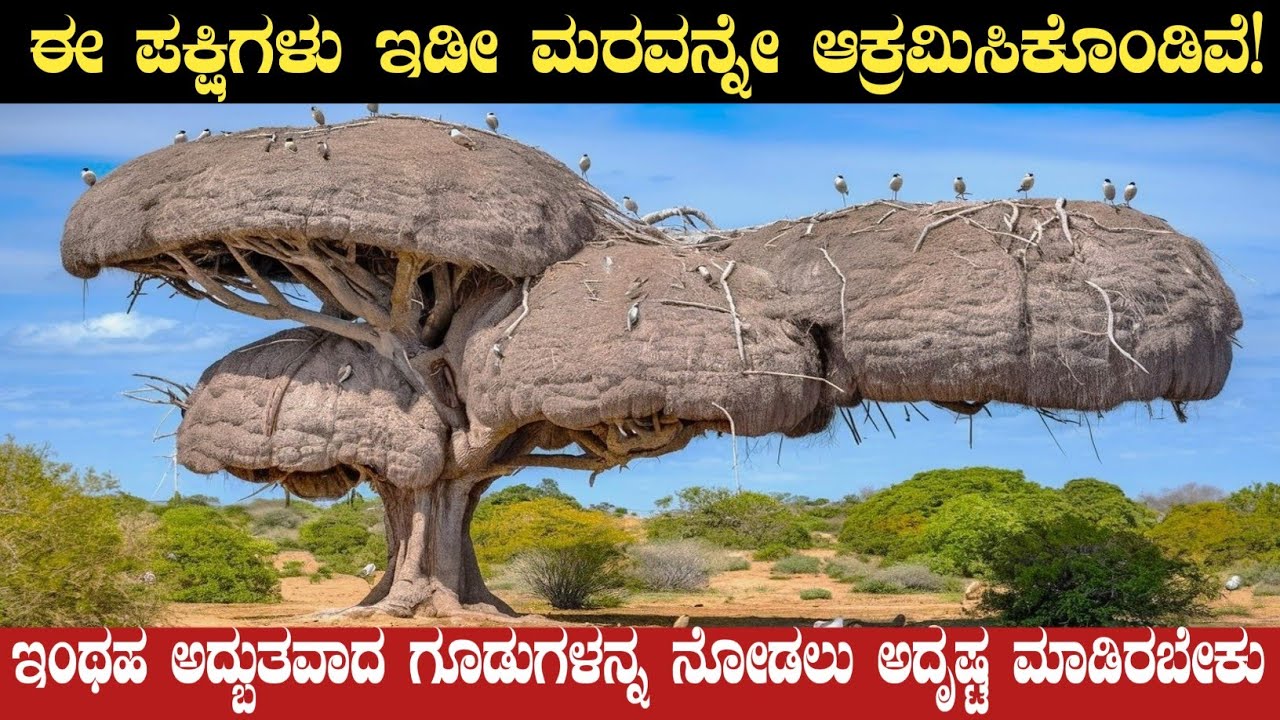 Engeneering ಮಾಡಿರುವ ಪಕ್ಷಿಗಳು ಗುರು ಇವು | Most Unique Birds Nest in the World | Think Forever
