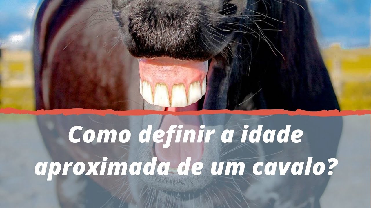 Como saber a idade aproximada de um cavalo (cronologia dentária equina)