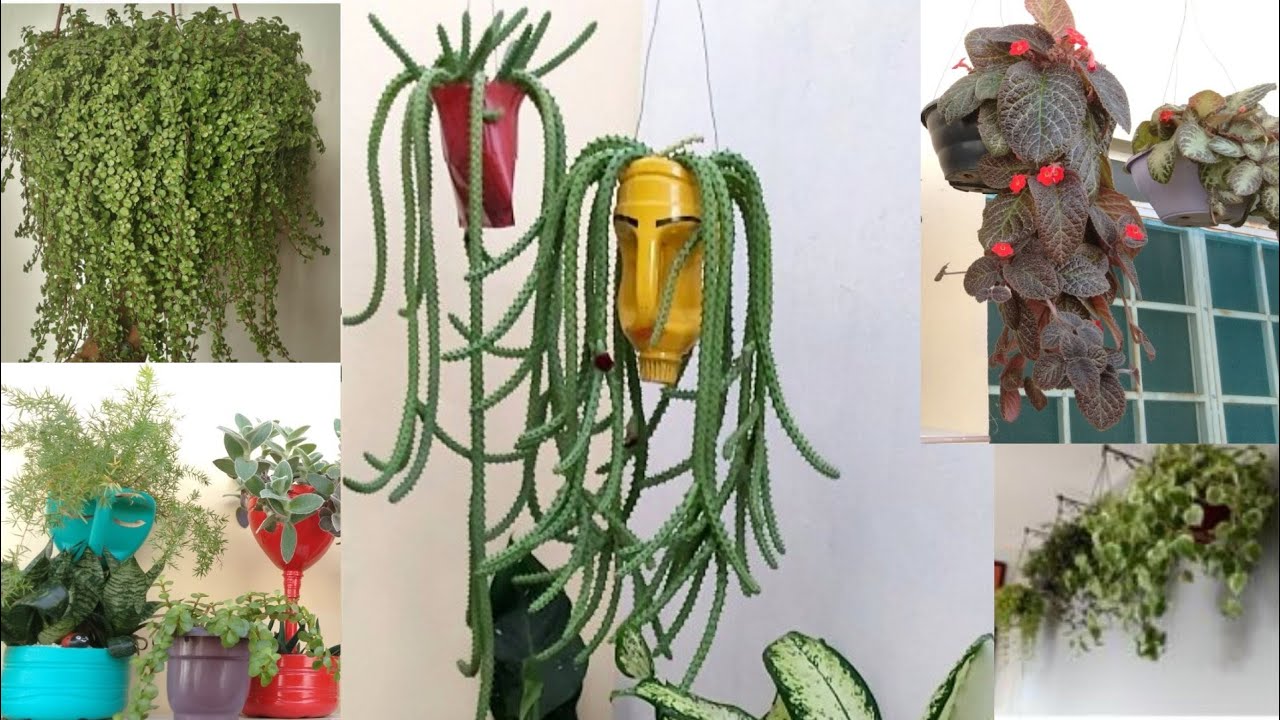 Varias espécies de Plantas Pendentes para decorar sua Casa e Jardim  + dicas de cultivo