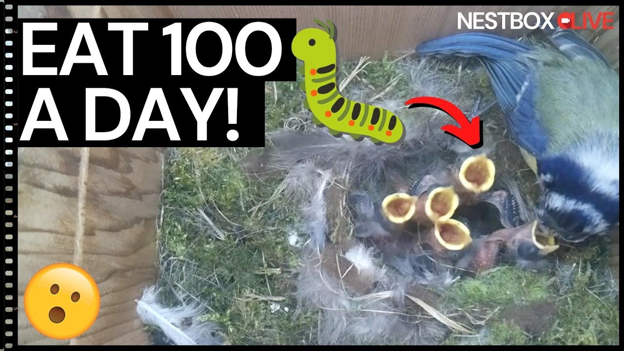 How Do Baby Blue Tit Chicks Eat 100 Caterpillars a Day?