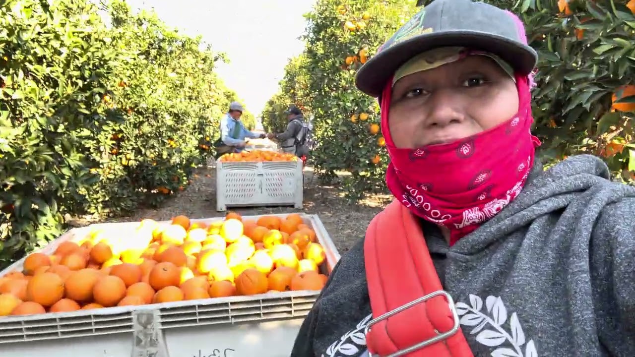 Cose chelas rica y deliciosas naranjas ￼