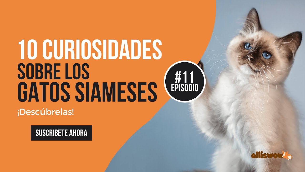 DESCUBRE como SON los GATOS SIAMESES 🐈😍