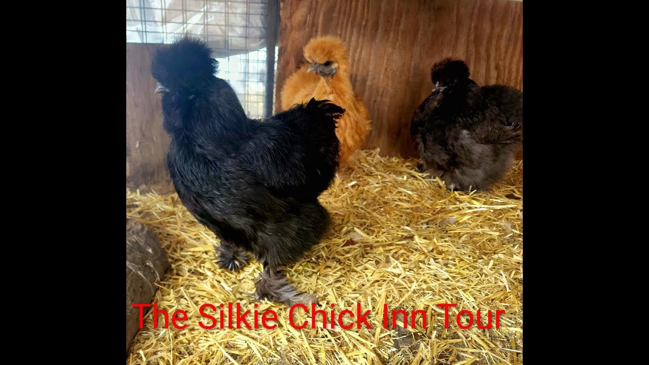 Backyard Chicken Coop
