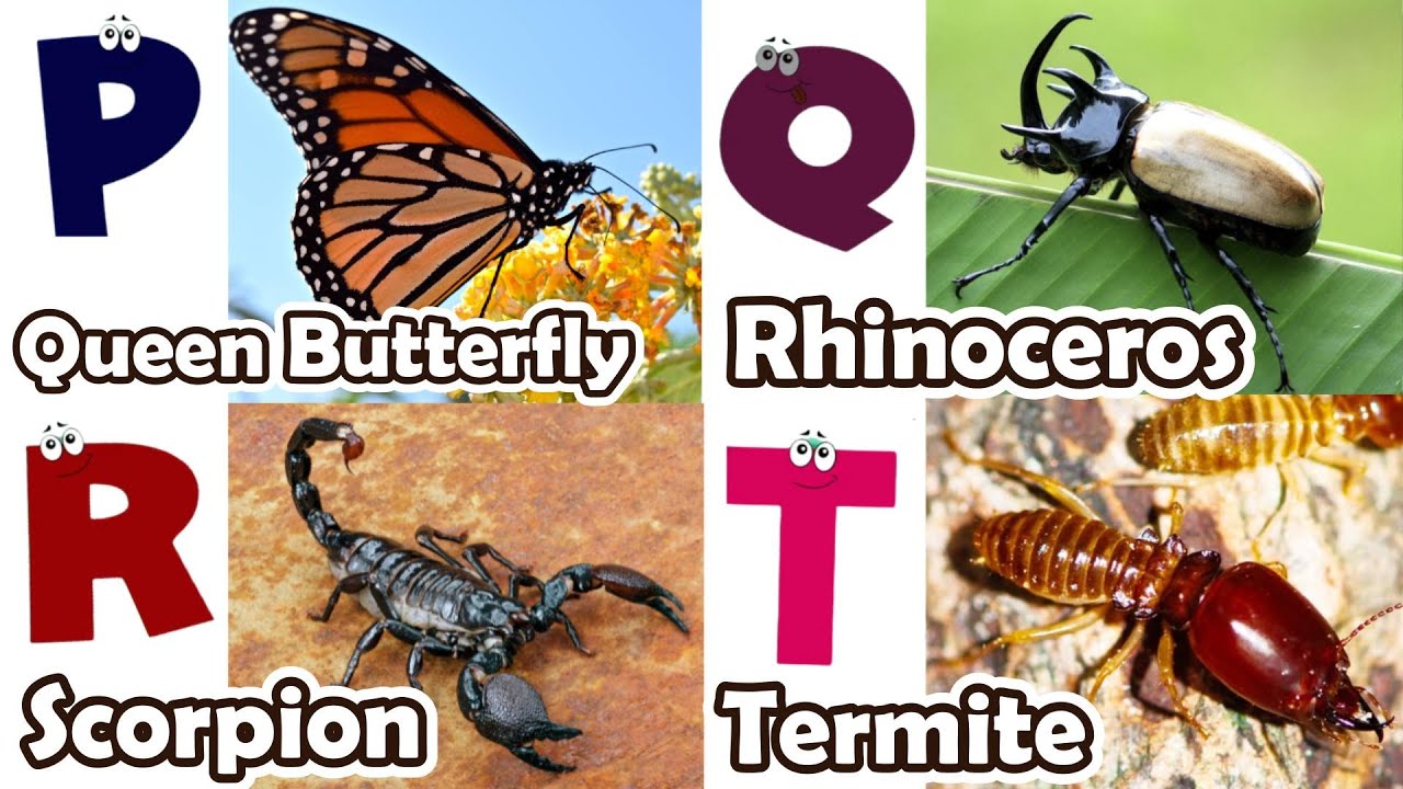 Insects ABC Song for Kids |  Insects for Kids | Phonics for Kids | Alphabet Letters