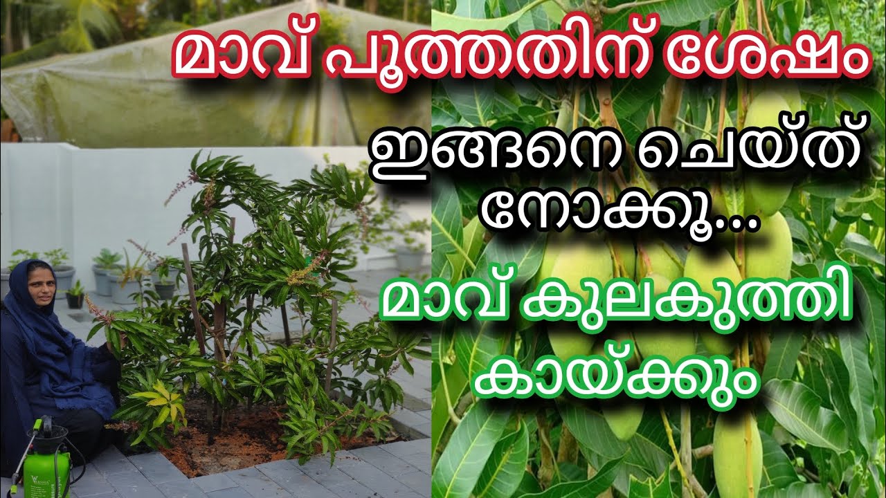 മാവ് പൂത്തതിന് ശേഷം ഇങ്ങനെ ചെയ്താൽ മാവ് കുലകുത്തി കായ്ക്കും | Mango Farming tips | 4kg Mango