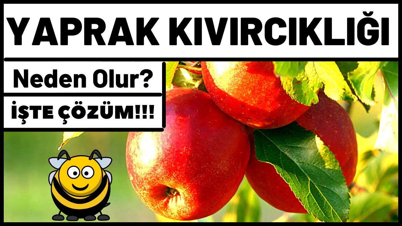 YAPRAK KIVIRCIKLIĞINA NEDEN OLAN BÖCEKLER - MEYVE YETİŞTİRİCİLİĞİ
