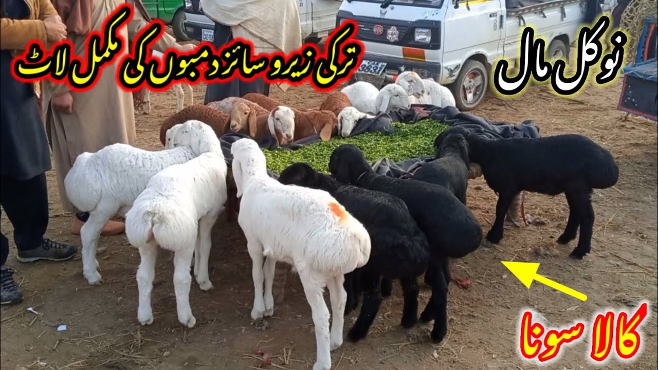 Talagang dumba Mandi/zero size Turkey dumba kids rates/dumba Mandi 30 January new update/