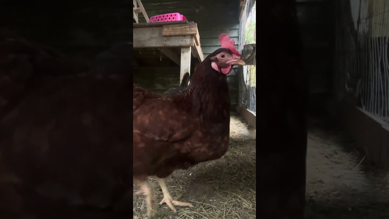 Unwind from the day with Dinner time with the Chickens