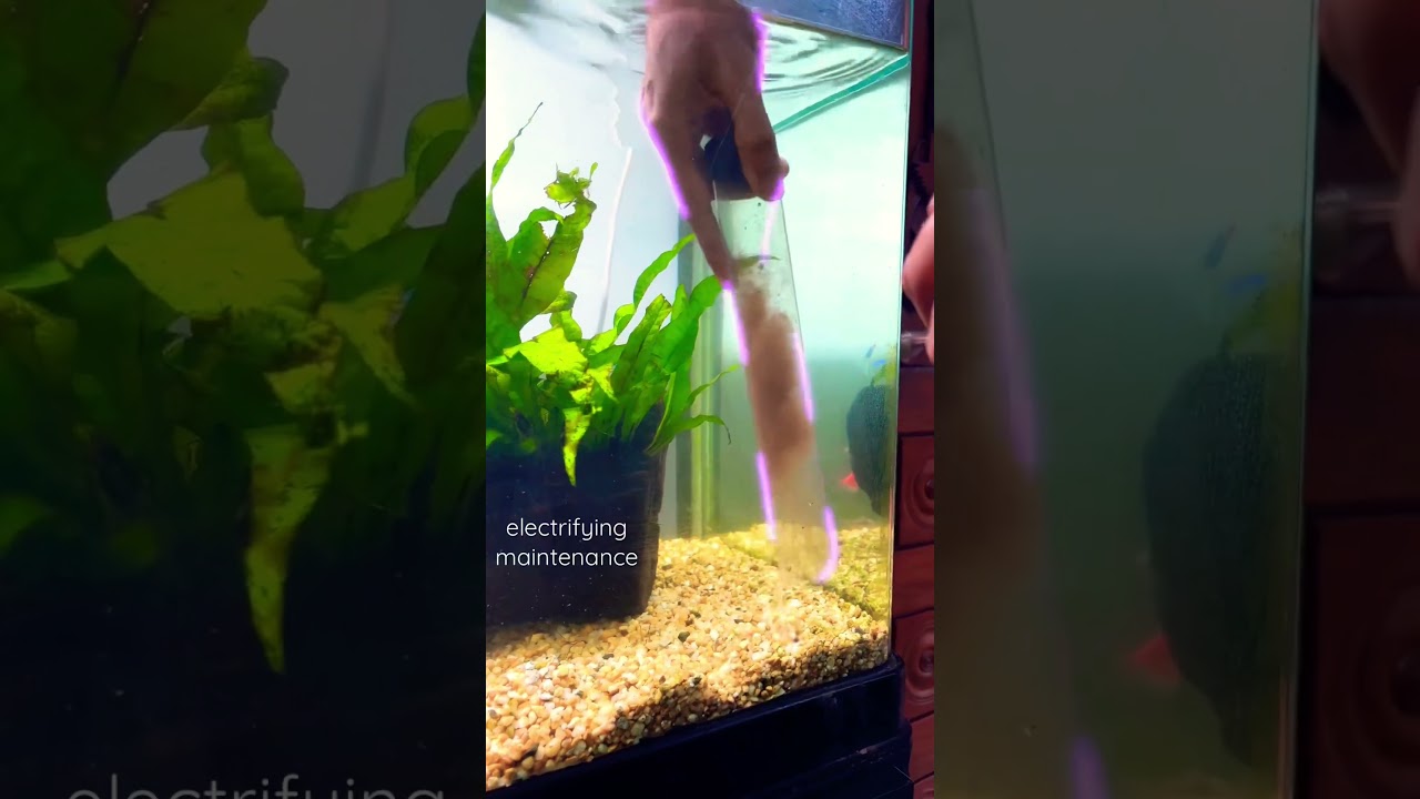 Aquael gravel cleaner #shorts #subscribe #newvideo #trending #viral #youtube #maintanence