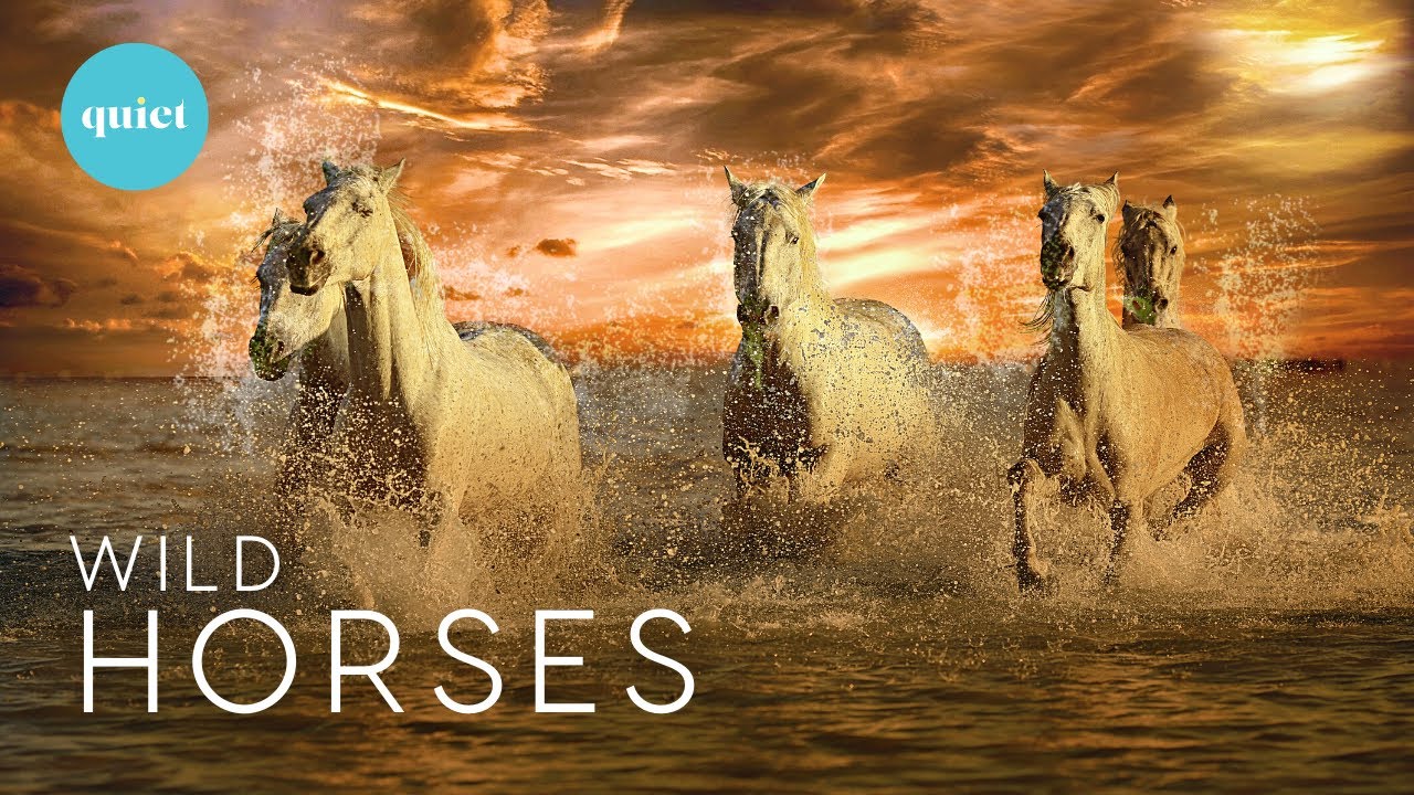 Wild Horses With Relaxing Music | 4k | 3 Hours Video