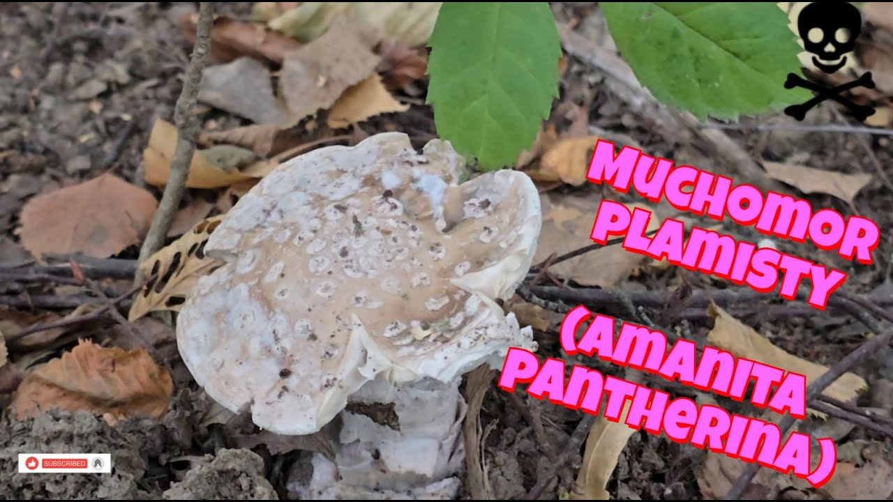 Muchomor plamisty (Amanita pantherina)