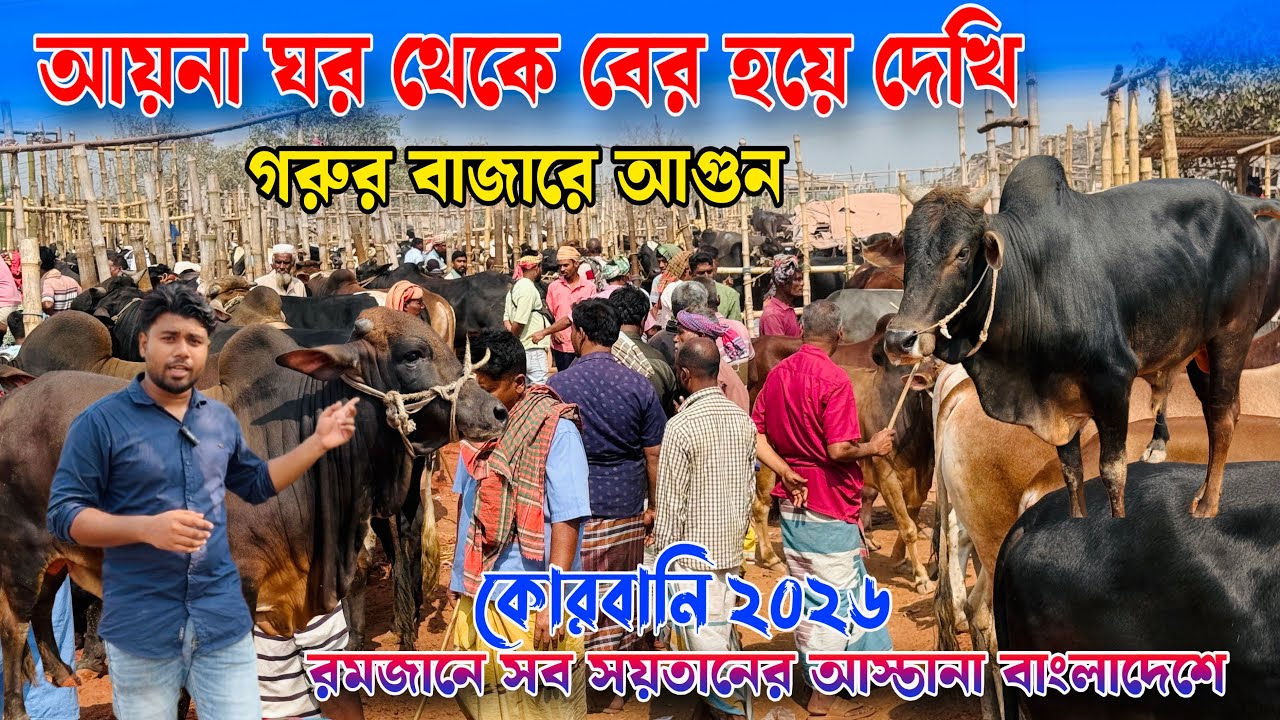 রমজান 🔥২৬ কোরবানি টার্গেট করে অশাধু ব্যবসায়ীদের সিন্ডিকেট🔥গরুর দর দাম।দাম বেশি। রাজশাহী সিটি হাট 