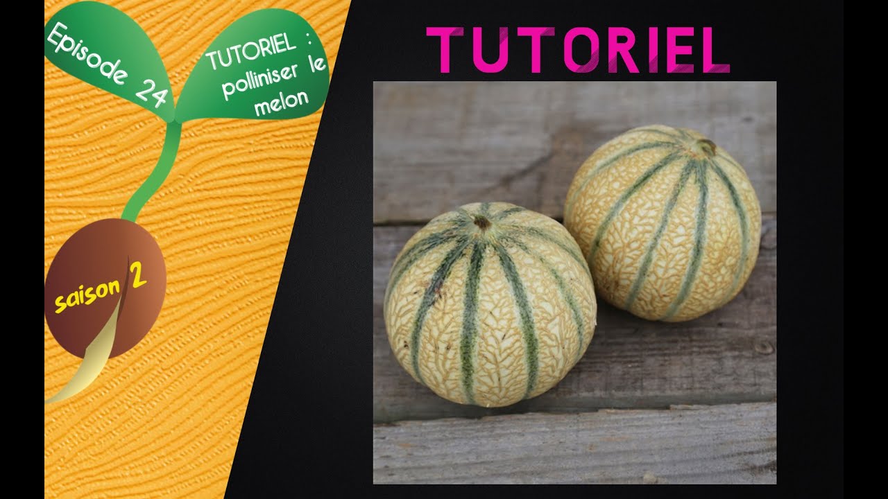 🍈S2 - Episode 24 : TUTORIEL : polliniser manuellement les melons🍈