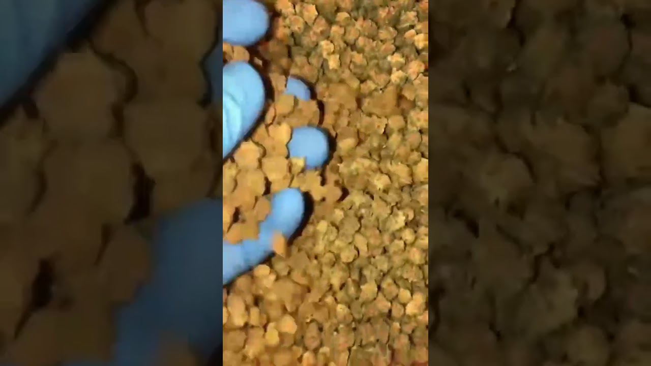 Blue Dreams Marijuana Strain | Bulk