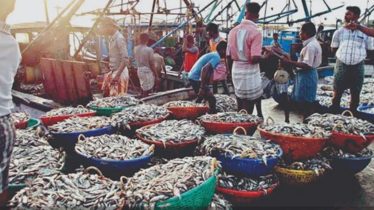 Mumbai Bhaucha Dhaka big fish market #video#nice2026 🐟🐟🐟