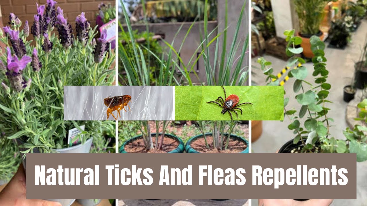 10 Amazing Plants to Keep Ticks and Fleas Away Naturally!