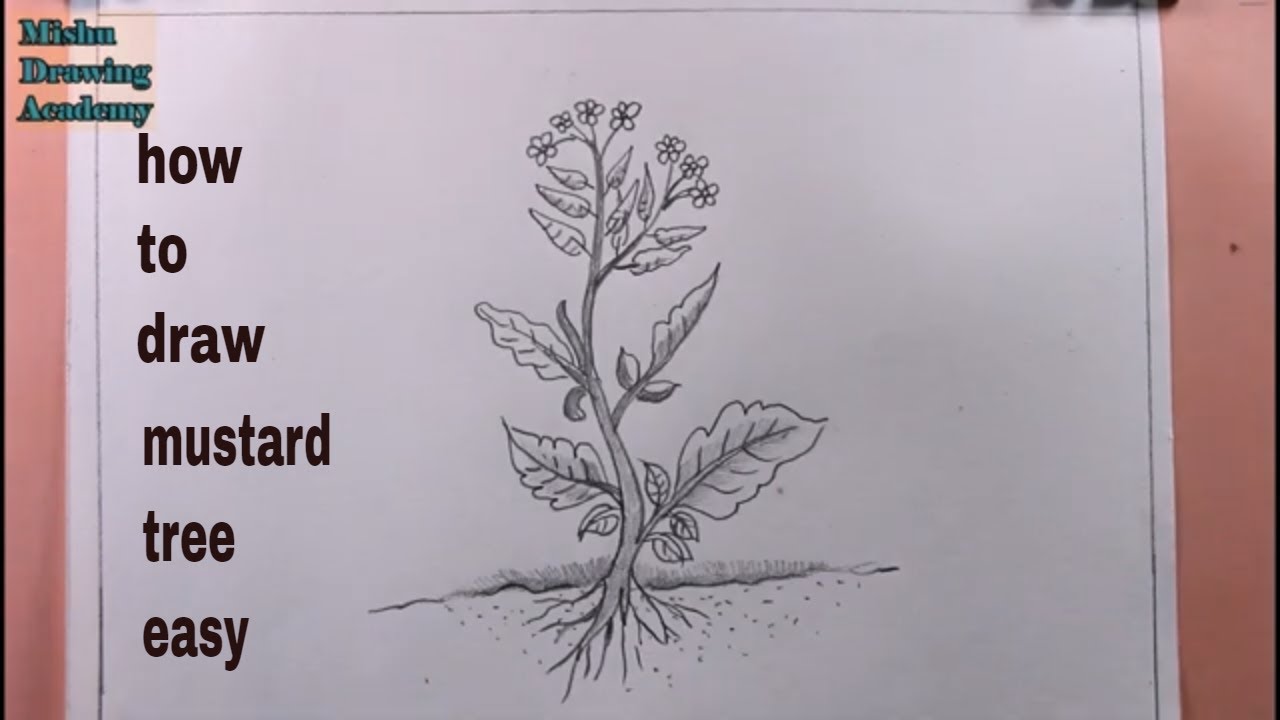 How TO Draw mustard tree easy/draw a simple plant