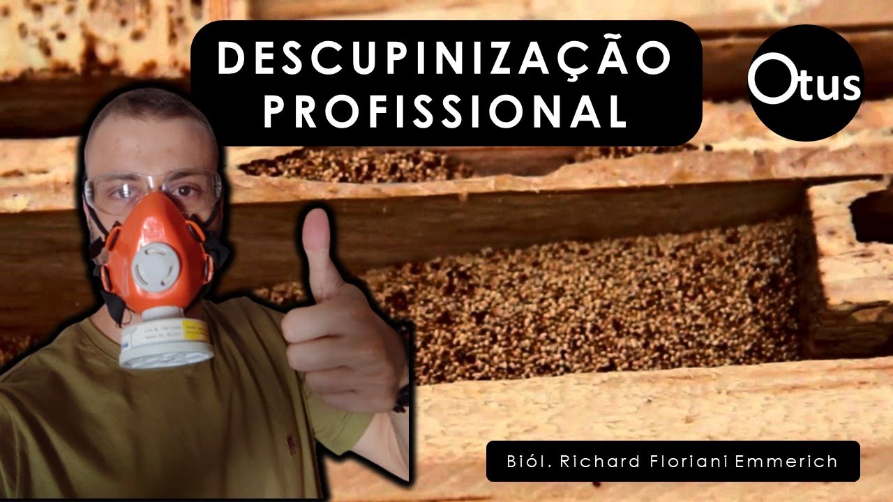 Descupinização Profissional: Como Eliminar Cupins De Maneira Seca