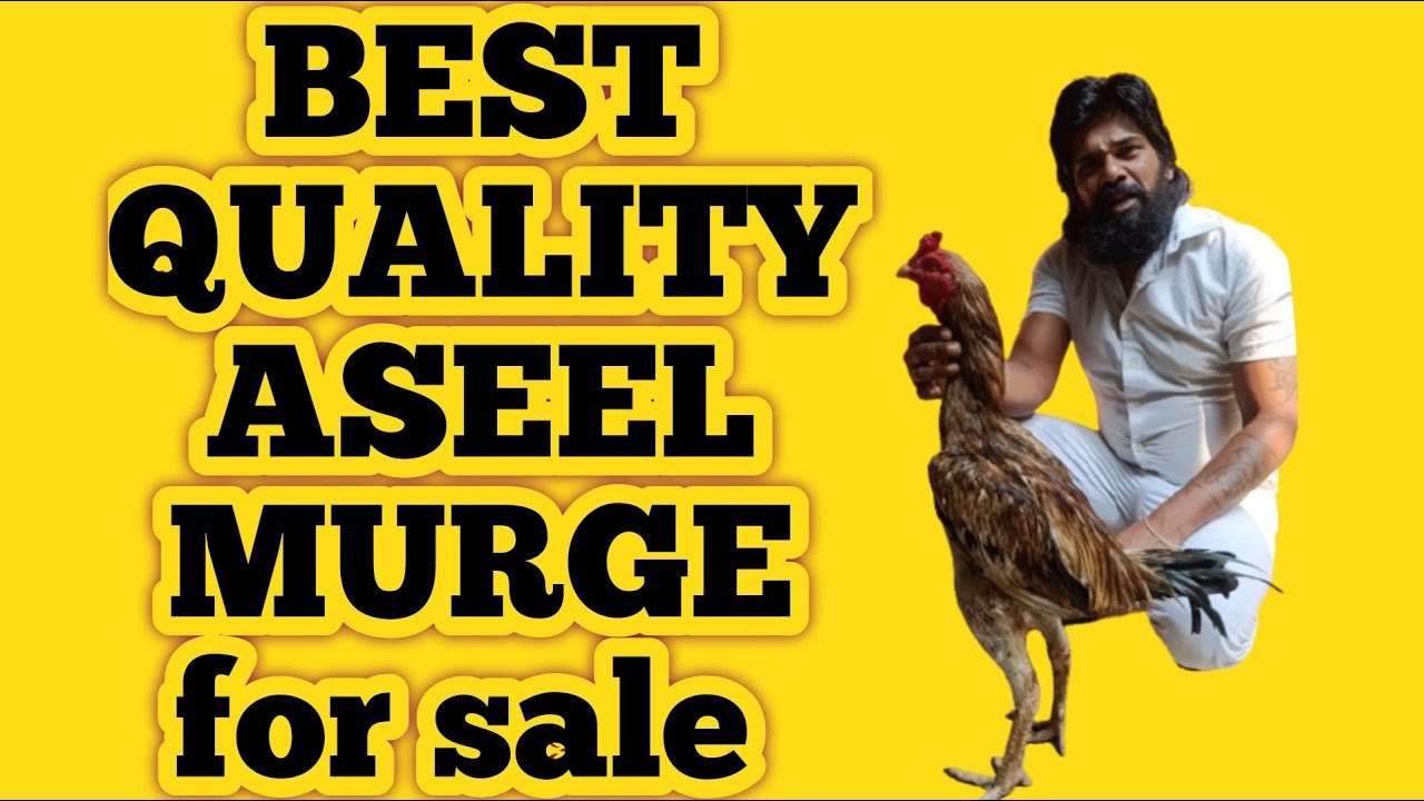Top 👍quality 🐓aseel👌 murge,🐔 #aseelmurge #sunday market Delhi 👋🐥🐔🙏🙏