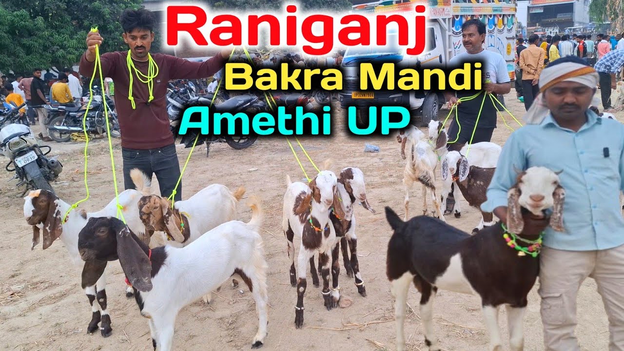 रानीगंज बकरा मंडी अमेठी |Raniganj Bakra Mandi Amethi up |Bakra eid 2025