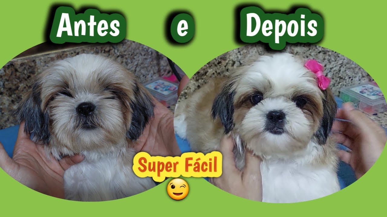 Como cortar o bigode do Shih tzu