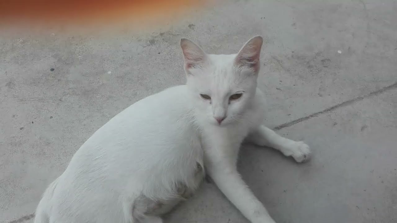 Our Manhoos BIlli | Funny Cat Videos