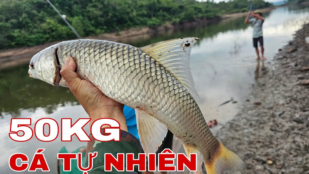 CÂU CÁ TỰ NHIIÊN NGÀY MƯA BÃO / GẦN 50 KG CÁ TRONG 4H THẢ CẦN CÂU !