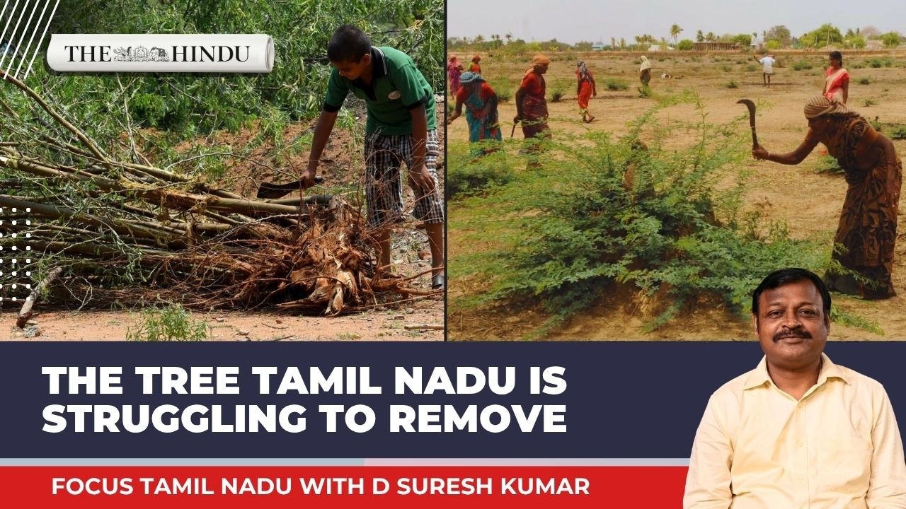 Симаи Карувелам: дерево, захватившее Тамилнад | Focus Tamil Nadu