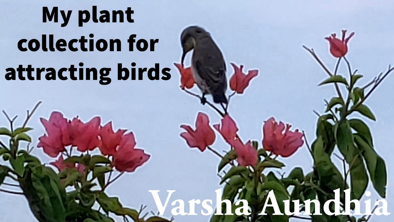 My plants collection for attracting birds, See why sunbirds visit my terrace garden