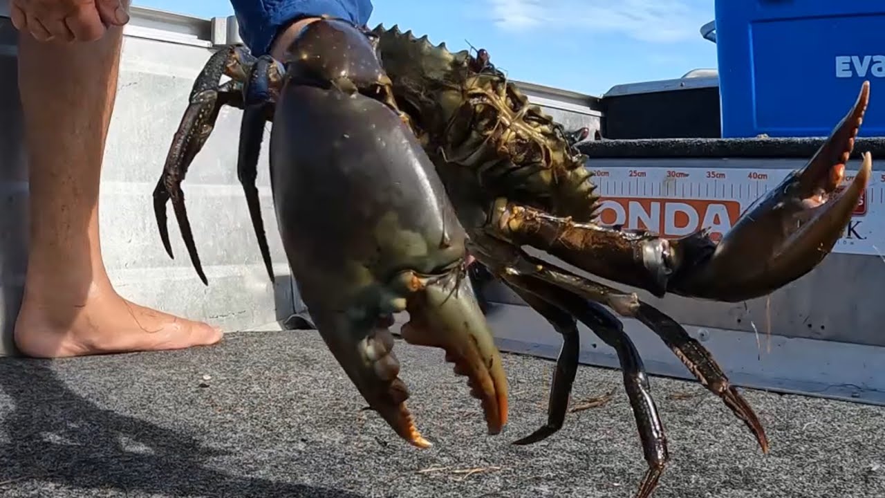 BIG RAIN means BIG MUD CRABS! (Catch and Cook) Australia
