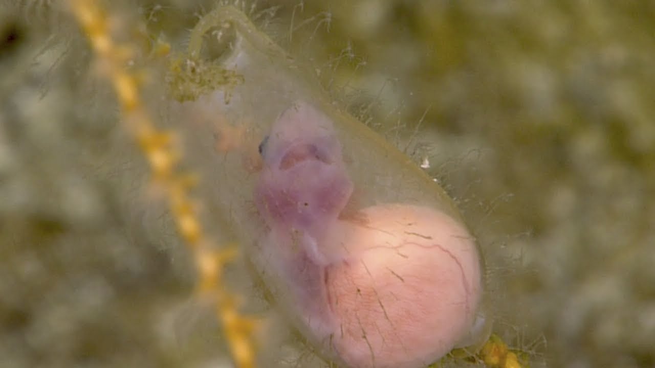 Baby shark inside the egg case