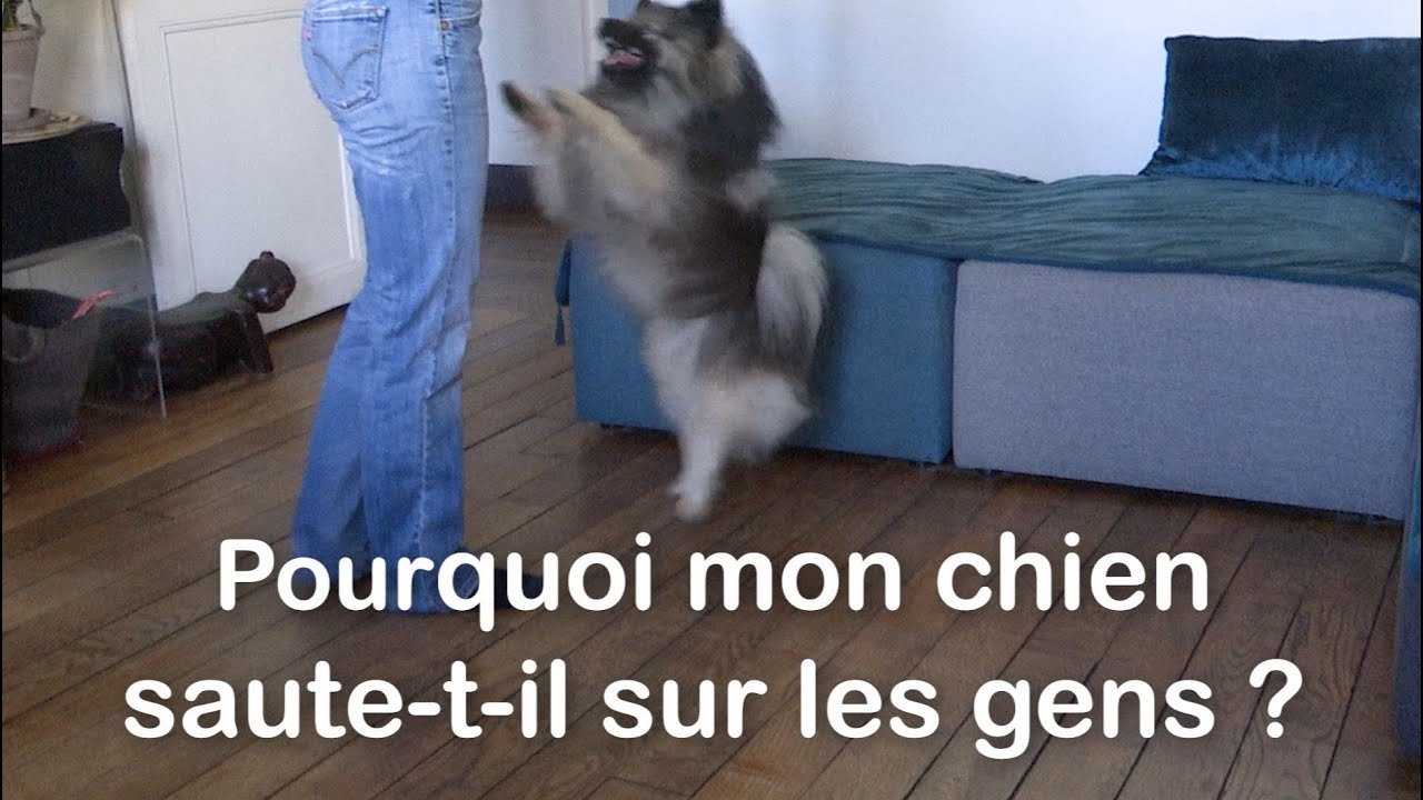 Pourquoi mon chien saute sur les gens