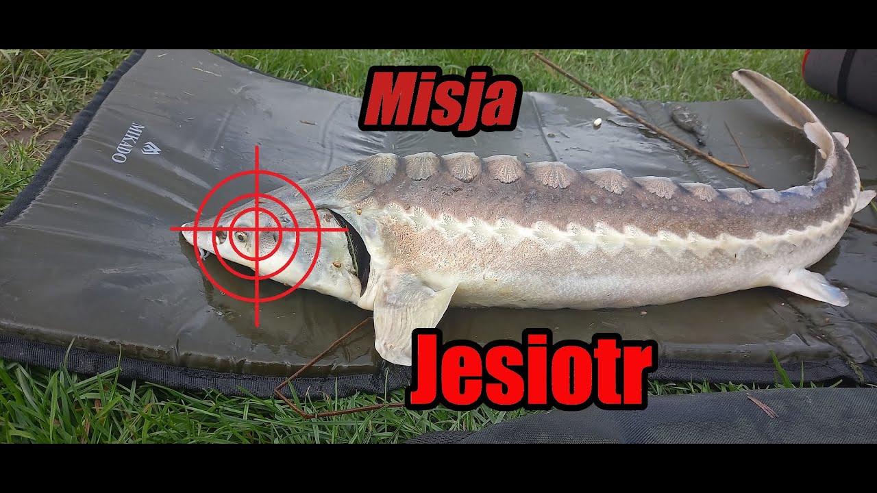Misja Jesiotr!