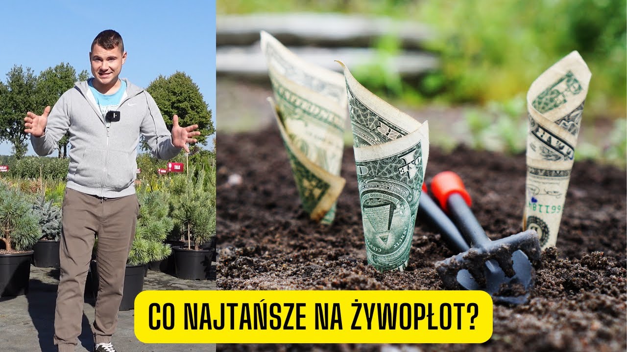 Najtańsze rośliny na żywopłot – zestawienie 11 roślin pod względem ceny (wady i zalety)