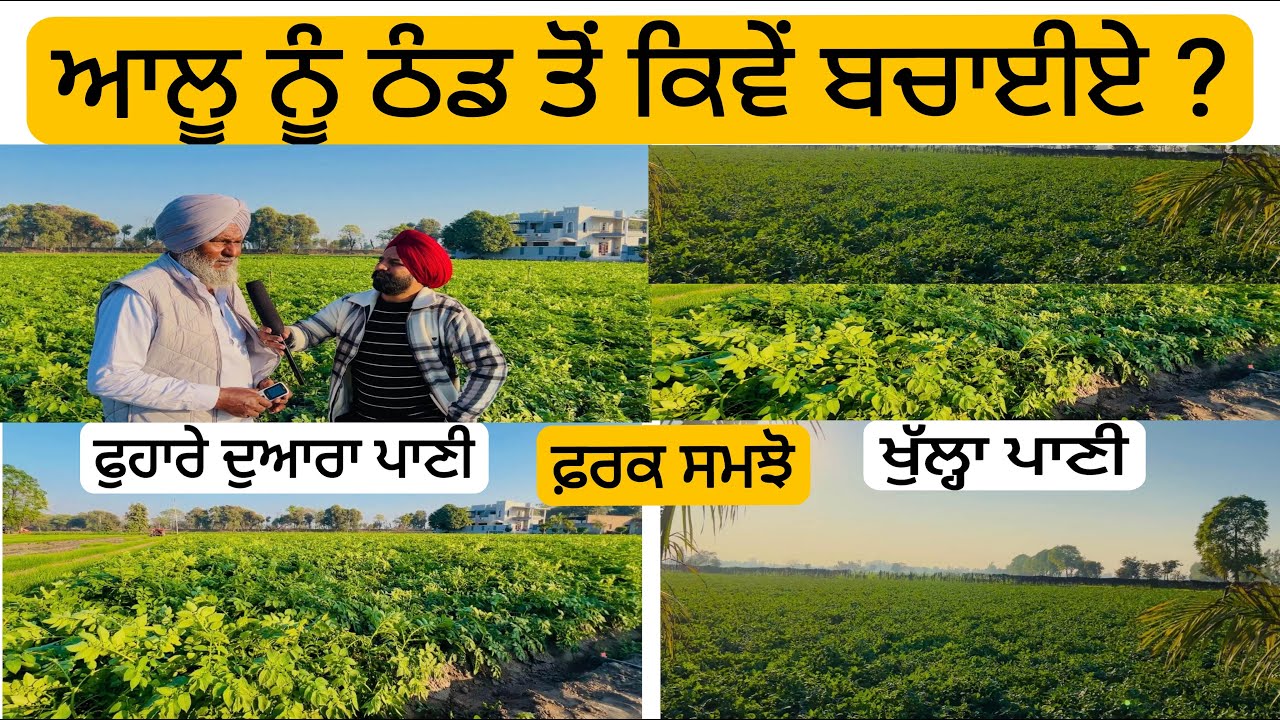 ਆਲੂ ਨੂੰ ਠੰਡ ਤੋਂ ਕਿਵੇਂ ਬਚਾਈਏ | Punjab Aala Podcast