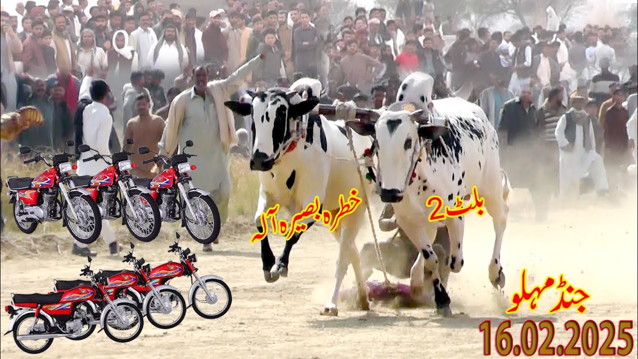 Champion Bull Race 🐂 || New Bull Race 2025 || Jund Mahlo 16 .02 .2025