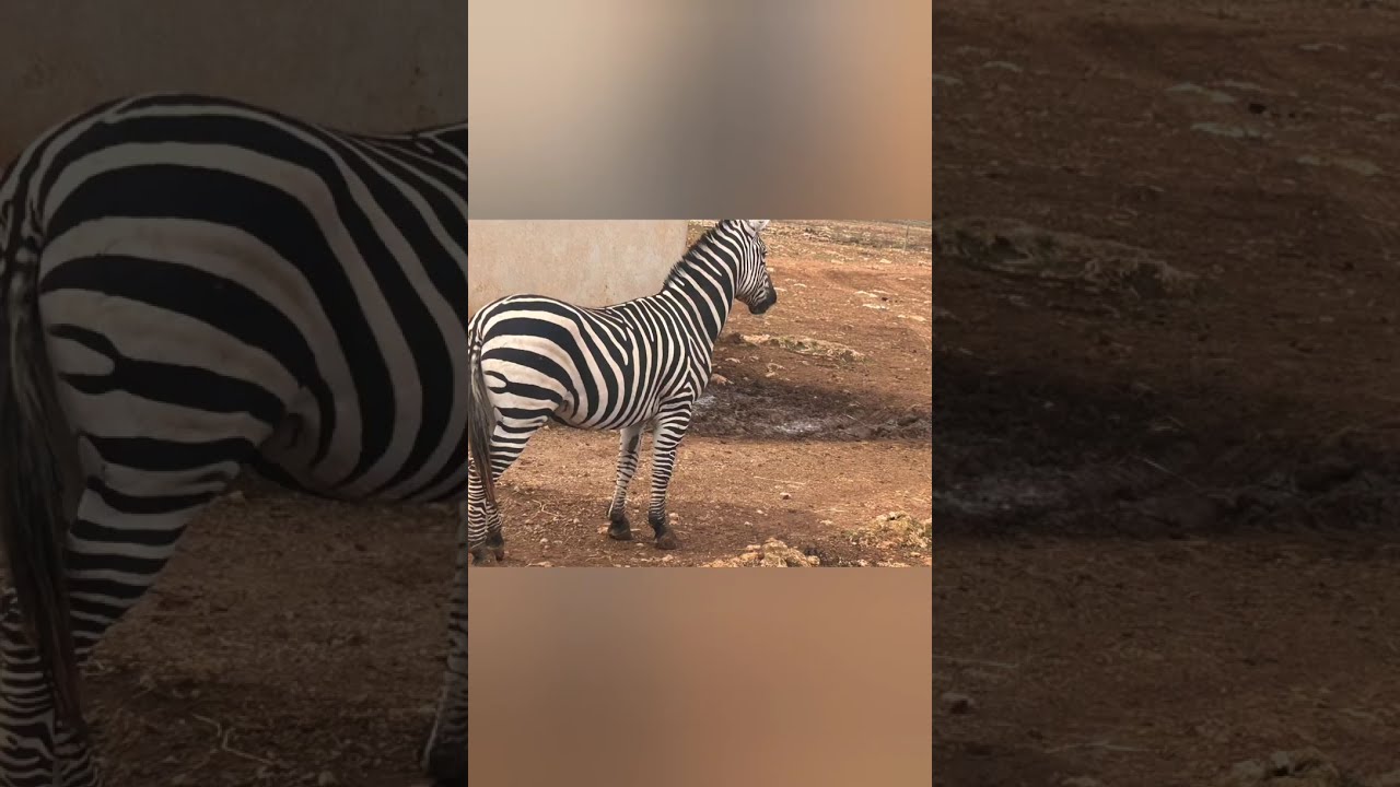Mallorca Safari