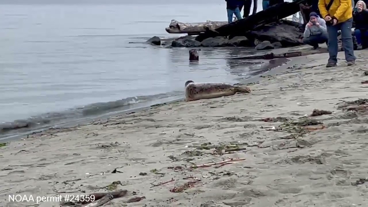 Seal pup release Nov 2025