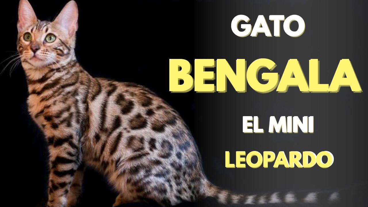 “Gato Bengala 🐆 El Mini Leopardo Que Te Va a Sorprender”